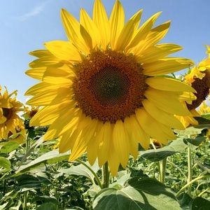 Meet your Posher, Subbu